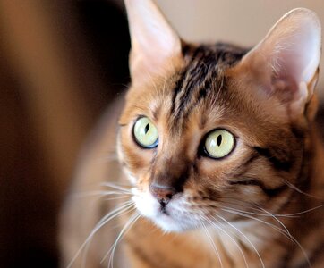 Eyes pupil fur animals