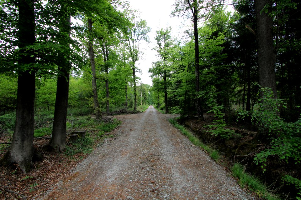 Liesner Wald Stadtlohn-Büren 05