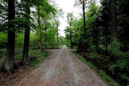 Liesner Wald Stadtlohn-Büren 05