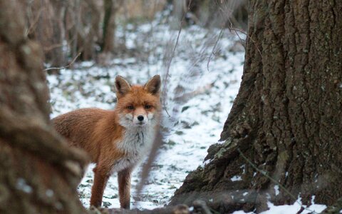Nature wild animal snowy