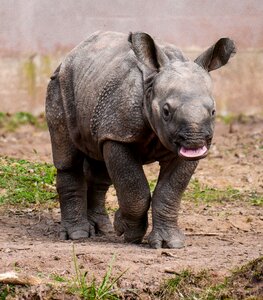 Rhino baby rhino young nürnberger tiergarten