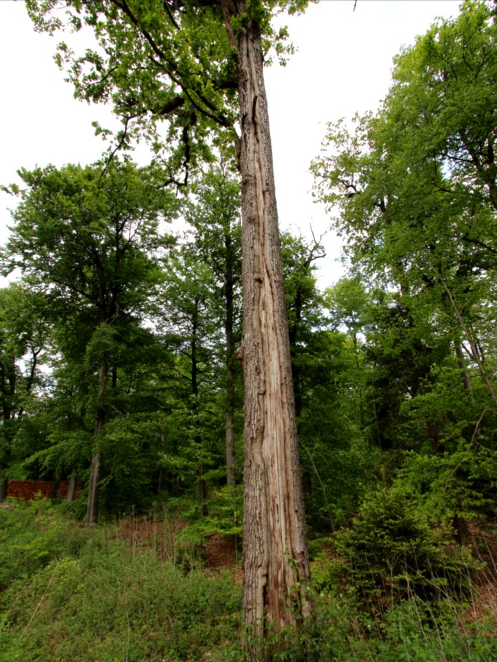 Liesner Wald Stadtlohn-Büren 06