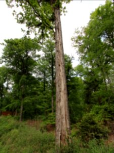Liesner Wald Stadtlohn-Büren 06