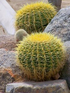 Green thorns garden