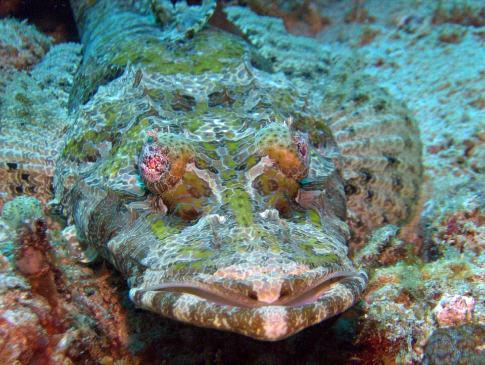 Marine cocodrile fish phillipines