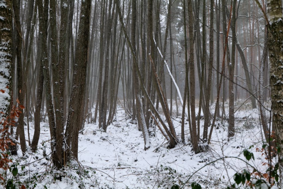Lienewitz-Caputher Seen- und Feuchtgebietskette with snow 2021-02-07 40