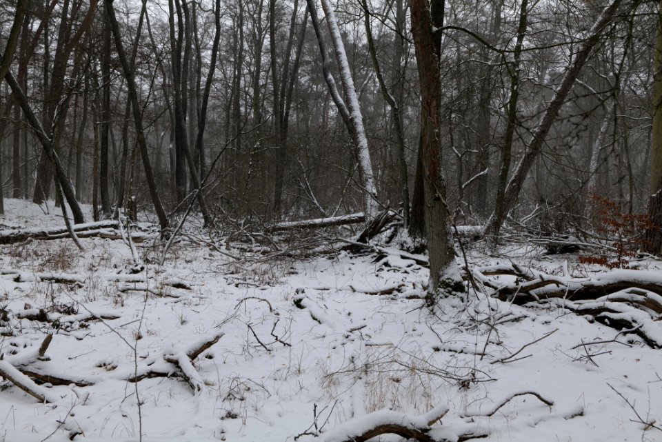 Lienewitz-Caputher Seen- und Feuchtgebietskette with snow 2021-02-07 25