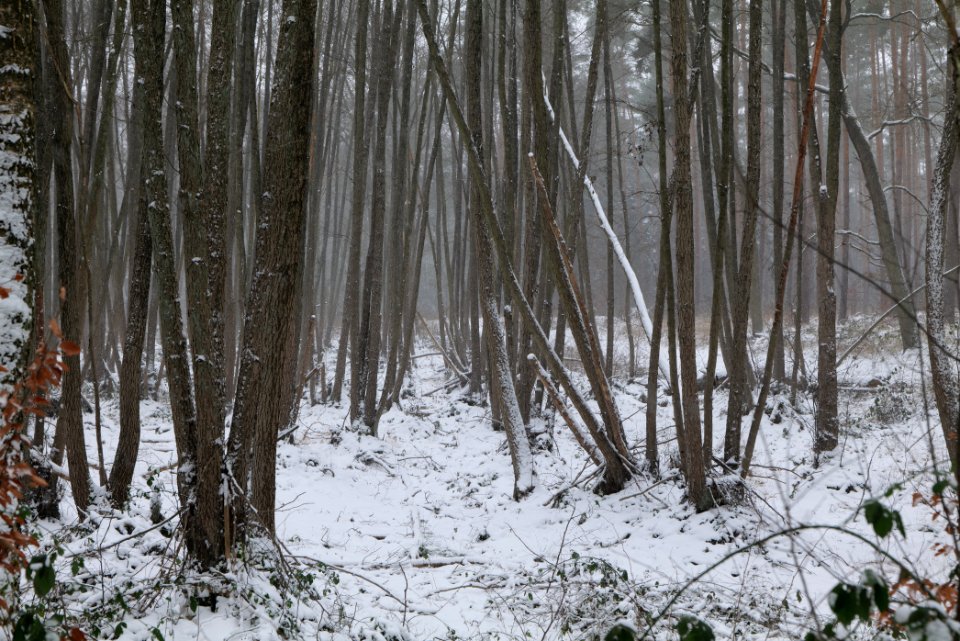 Lienewitz-Caputher Seen- und Feuchtgebietskette with snow 2021-02-07 38