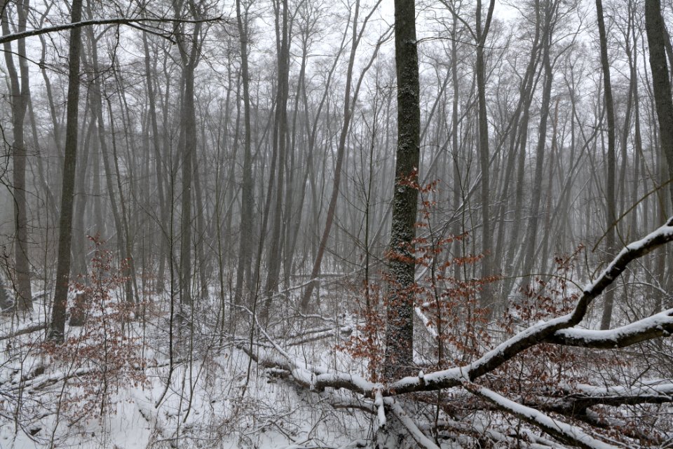 Lienewitz-Caputher Seen- und Feuchtgebietskette with snow 2021-02-07 66
