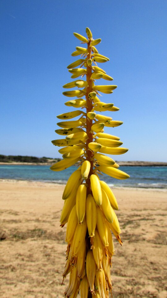 Yellow flora blooming