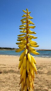 Yellow flora blooming