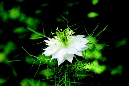 White flower blossom bloom