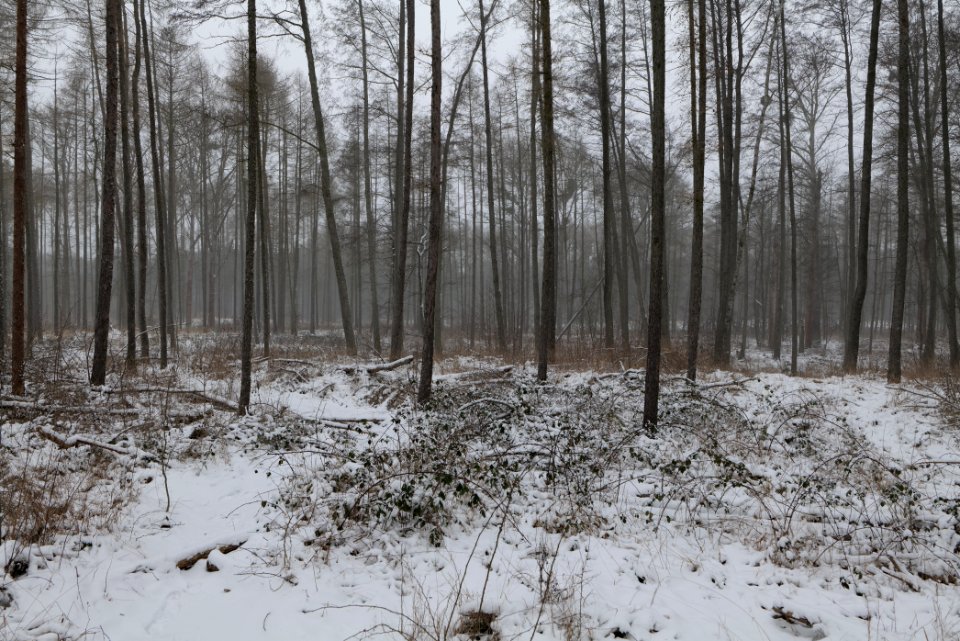 Lienewitz-Caputher Seen- und Feuchtgebietskette with snow 2021-02-07 23