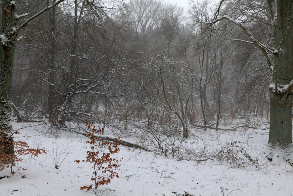 Lienewitz-Caputher Seen- und Feuchtgebietskette with snow 2021-02-07 59