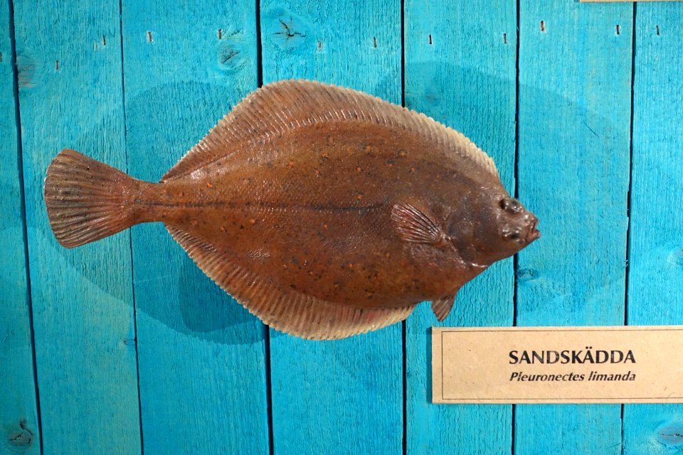 Limanda limanda (Pleuronectes limanda) - Swedish Museum of Natural History - Stockholm, Sweden - DSC00589