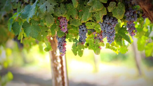 Ripe vine berries