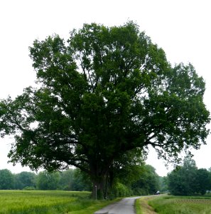 Liesborn - Auf der Drift - Stieleiche (ND) - 1