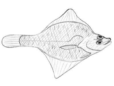 Limanda punctatissima