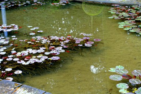 Lily pond at the Shrine to the Virgin Mary - Barberini Gardens - Castel Gandolfo - DSC04339