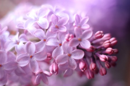 Lilacs (215768905) photo