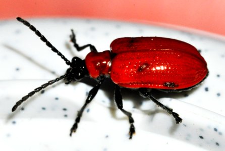 Lilioceris-lilii-14-fws