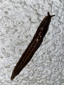 Limax maximus 100286389