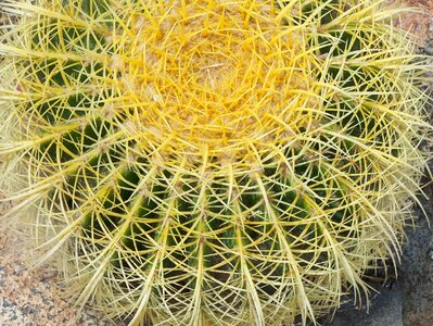 Green thorns garden