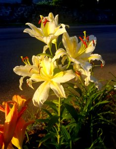 Lily - Arlington, MA - 20200729 061138