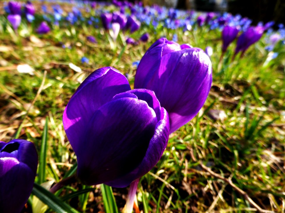 Lilac-flower-2016-03-01-3