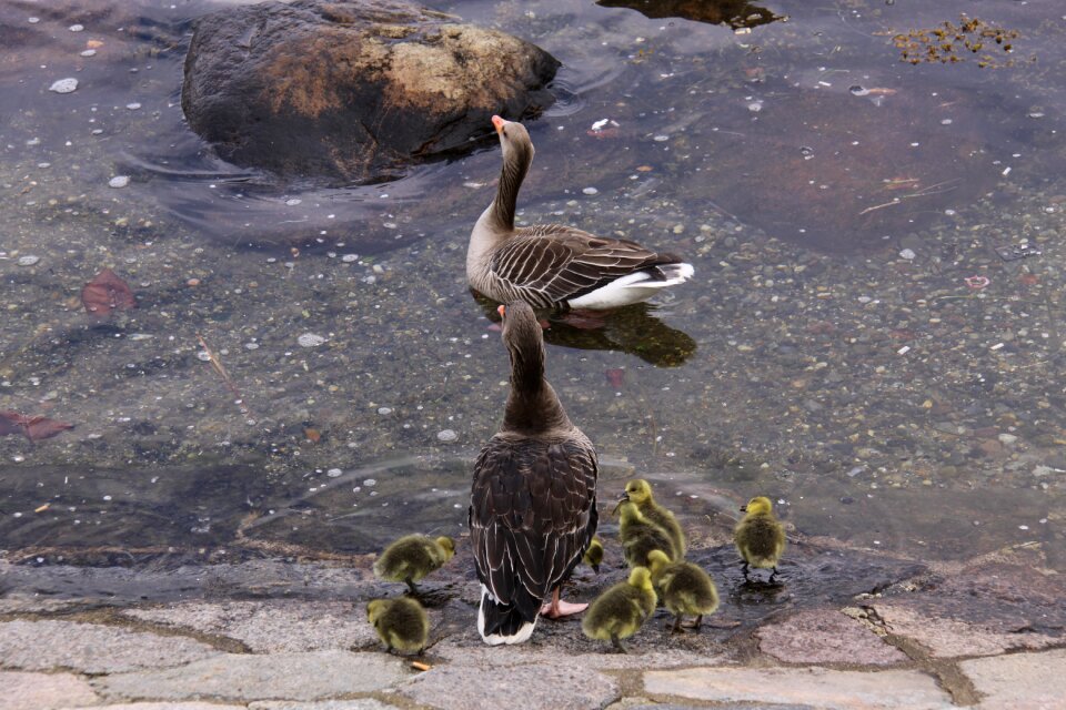 Birds animals harbour