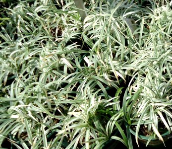 Lily Turf Silver Deacon plants growing in NJ in April