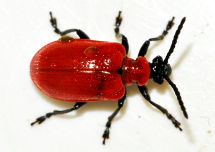 Lilioceris-lilii-16-fws