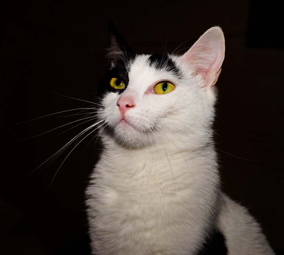 Young cat animal cat's eyes