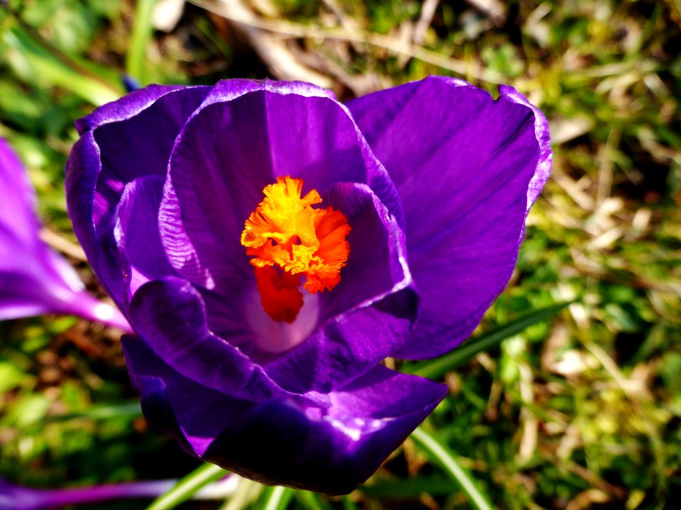 Lilac-flower-2016-03-01-2