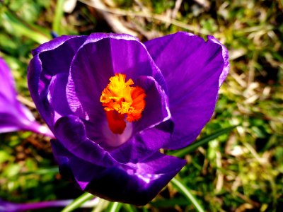 Lilac-flower-2016-03-01-2 photo