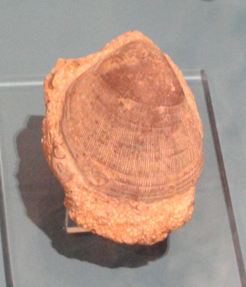 Lima sp., England, Middle Jurassic - Royal Ontario Museum - DSC09928