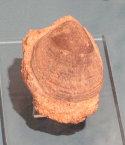 Lima sp., England, Middle Jurassic - Royal Ontario Museum - DSC09928