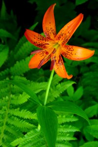 Lilium medeoloides Kurumayuri in Hakusan 2002-07-25