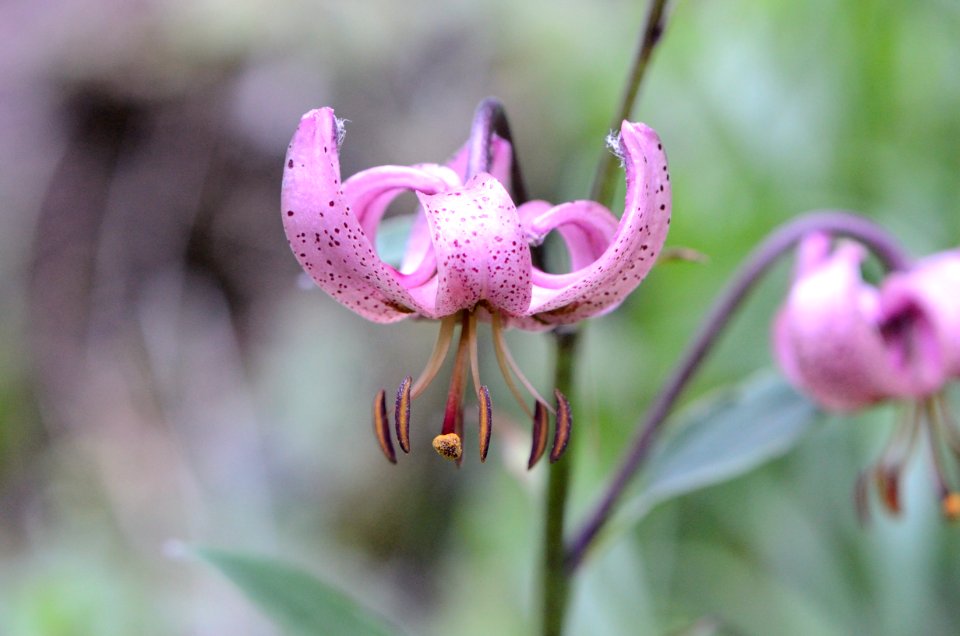Lilium martagon1