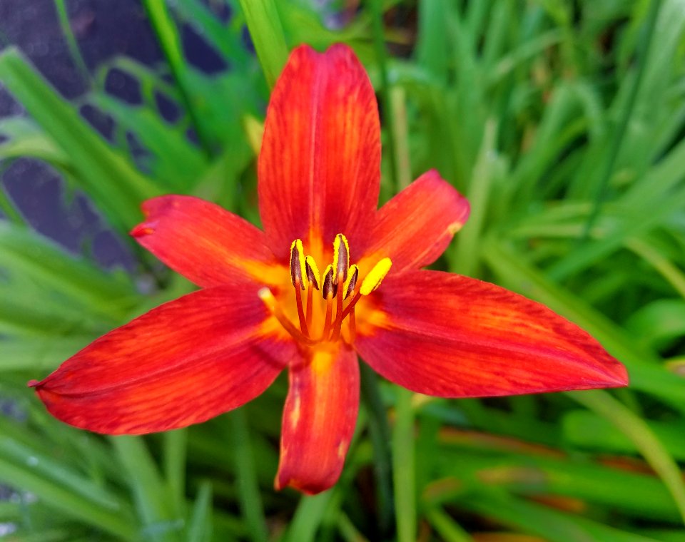 Lily - Arlington, MA - 04
