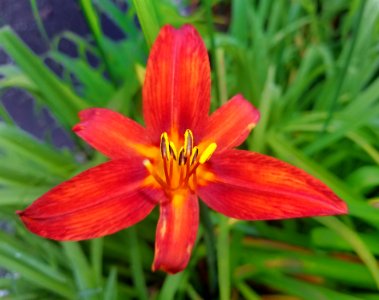 Lily - Arlington, MA - 04