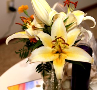 Lilium 'Chill Out'