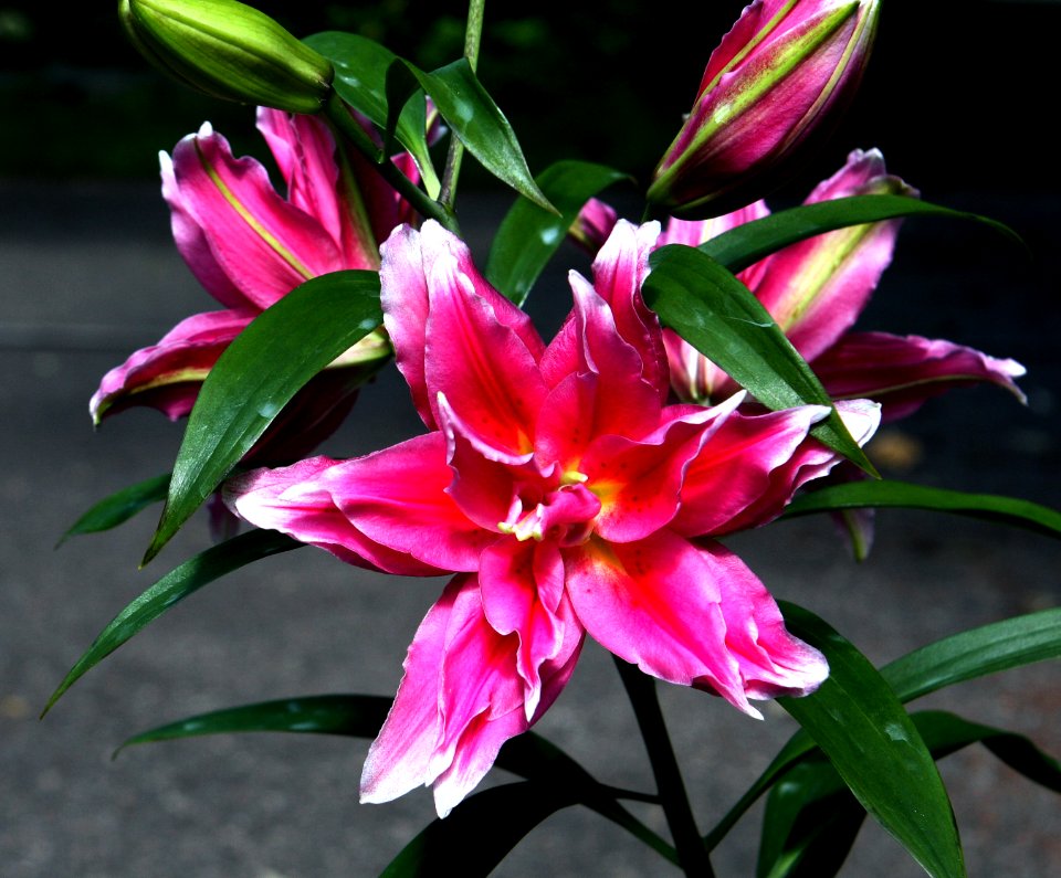 Lilium Roselily 'Elena'