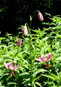 Lilium martagon - VanDusen Botanical Garden - Vancouver, BC - DSC07157