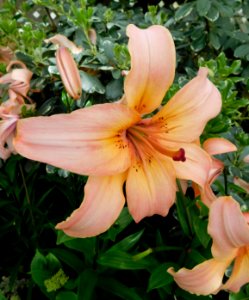 Lilium pearl jessica