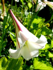 Lilium formosanum - UBC Botanical Garden - Vancouver, Canada - DSC07683