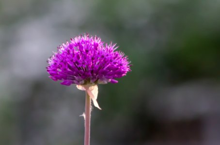 Lila Blume
