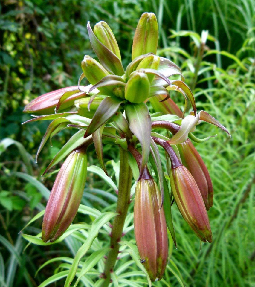 Lilium regale Paris