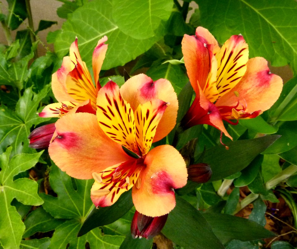 Lilium - Jardin Agronomique Tropical