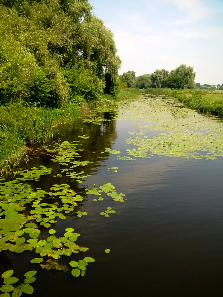 Lilies in Trubizh River in Pereiaslav-Khmelnytskyi